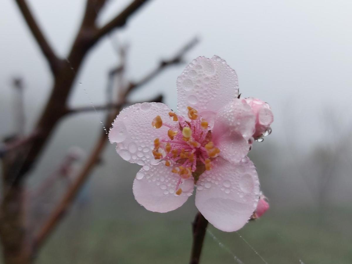Moc Chau Peachy Gardenアパートメント エクステリア 写真